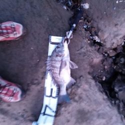 3日目でようやく釣れました