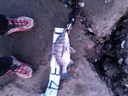 3日目でようやく釣れました