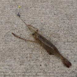 手長エビ 試し釣り in 武庫川