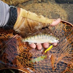 渇水と昼からはさっぱりでした