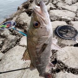 釣れただけでも感謝です