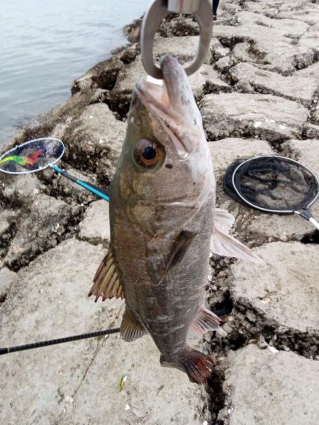釣れただけでも感謝です