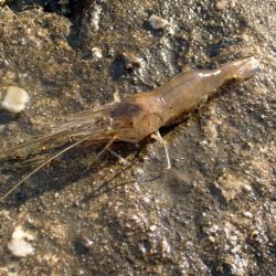 手長エビ in 淀川 (2)