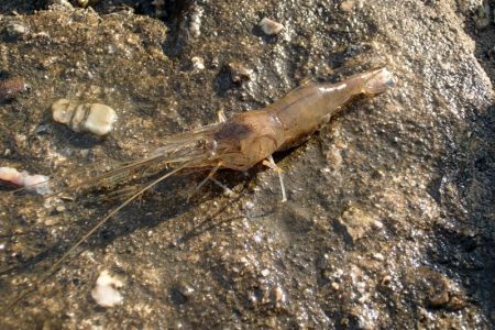 手長エビ in 淀川 (2)