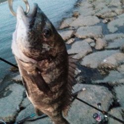 食べれる魚がようやく釣れた