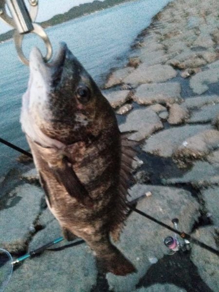 食べれる魚がようやく釣れた