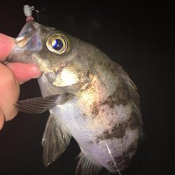 たかたかの釣り日記