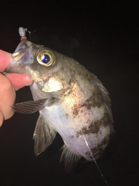 たかたかの釣り日記