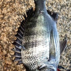 淀川　キビレ釣行