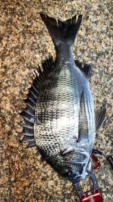 淀川　キビレ釣行