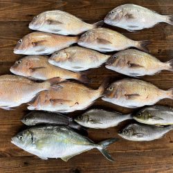 海上釣堀でウキの誘い