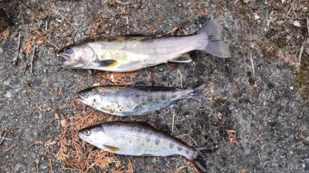 渇水の最中の、渓流釣り