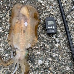 2㎏超えアオリイカ