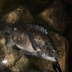 チヌハンターパート11