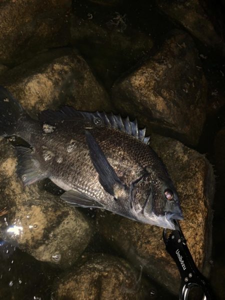 チヌハンターパート11