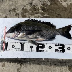 チヌとコブダイ