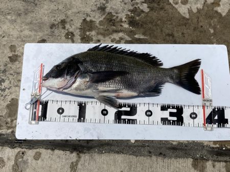 チヌとコブダイ