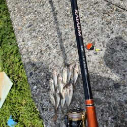 フカセリベンジ