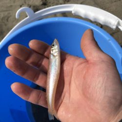 ちょい投げキス！