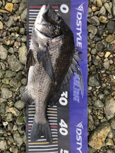 イチノ兄弟、釣果!