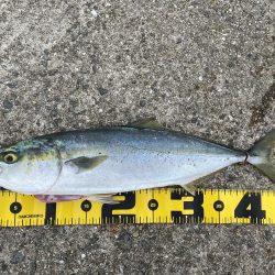 数釣りチャレンジ