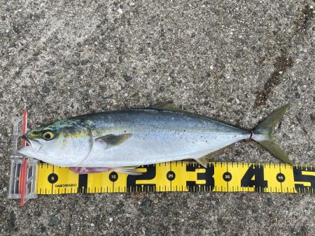 数釣りチャレンジ