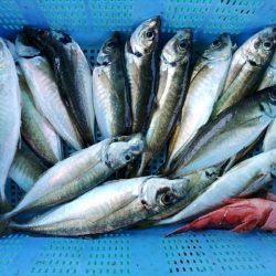 泉州丸さんで五目