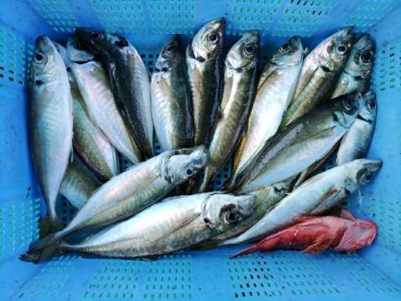 泉州丸さんで五目