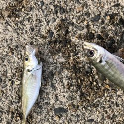 アジング　高活性