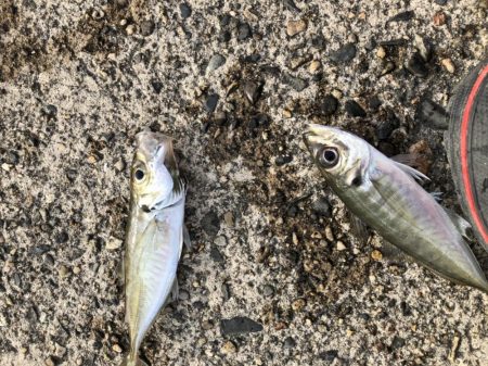 アジング　高活性