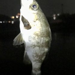 ジグ単メバリング