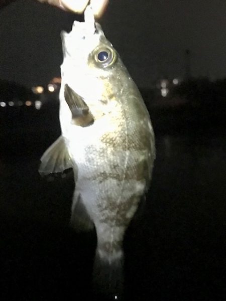 ジグ単メバリング