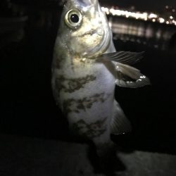 ジグ単メバリング