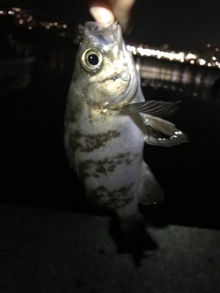 ジグ単メバリング