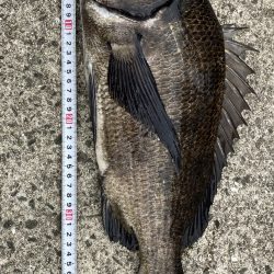 芦屋浜、チヌトップでチヌ上がりました