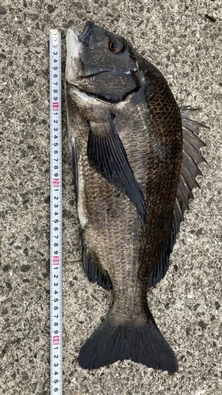 芦屋浜、チヌトップでチヌ上がりました