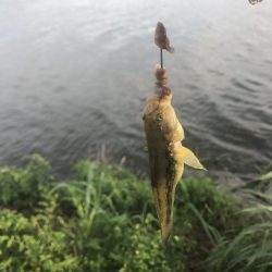 サイズダウン/数アップ