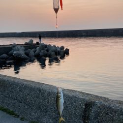 今年最初のサビキ釣り