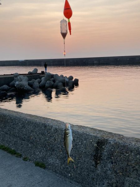 今年最初のサビキ釣り