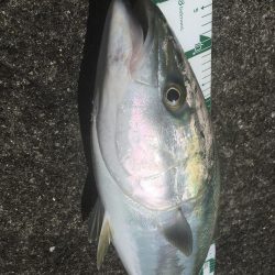 強風の中を根性でキャスト！ブリ！