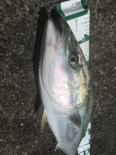 強風の中を根性でキャスト！ブリ！