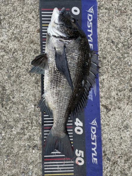 イチノ兄弟、釣果!