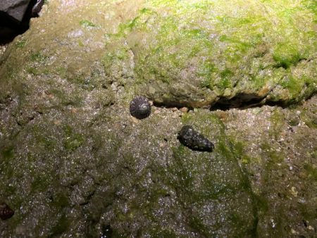 爆風メバリング