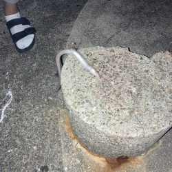 メバルを狙って