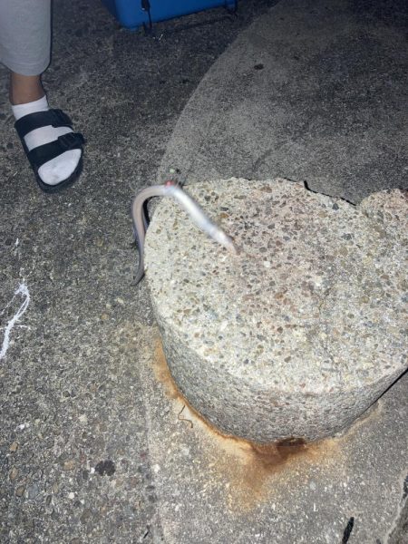 メバルを狙って