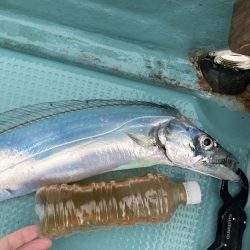 橘沖でシロアマダイ