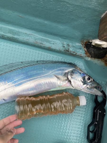 橘沖でシロアマダイ