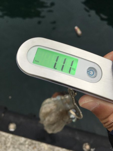 タコフィネスで5kg