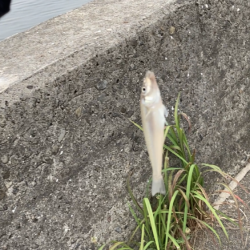 名古屋港でキス釣り