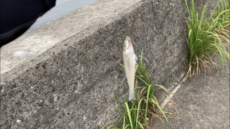 名古屋港でキス釣り